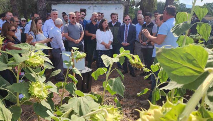 Çanakkale’de yerli ve milli ayçiçeği hasadı başladı