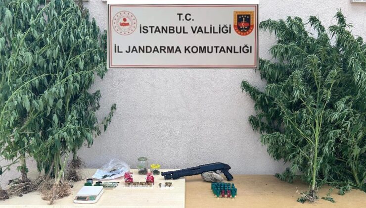 Çatalca’da jandarmanın baskın yaptığı evden 50 kök kenevir ele geçirildi