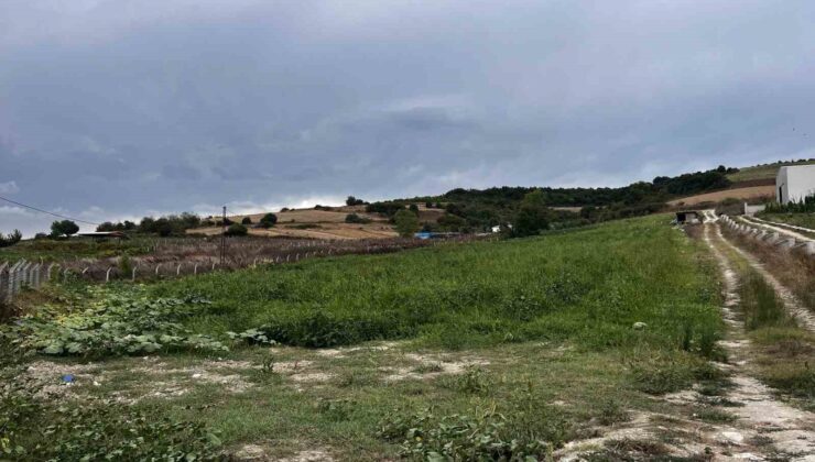 Çatalca’da kavun tarlalarına dadanan domuzlar çiftçileri canından bezdirdi