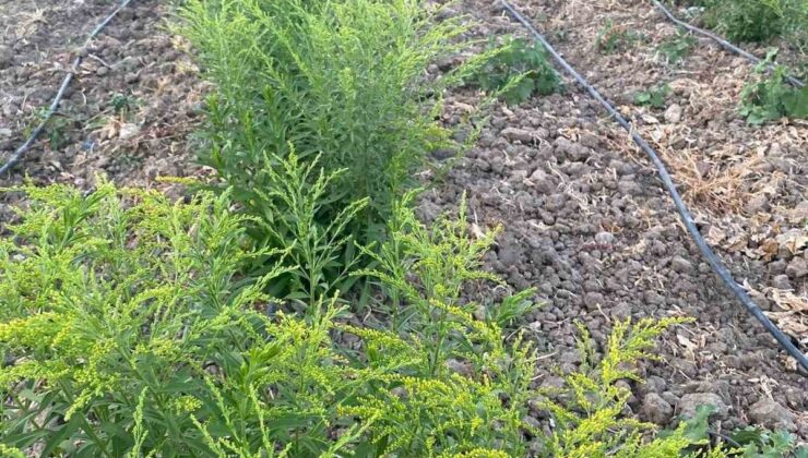 ÇOMÜ ile Yeşeren Hanımeli Projesi: Çanakkale’nin İlk Süs Bitkileri Hasat İçin Gün Sayıyor