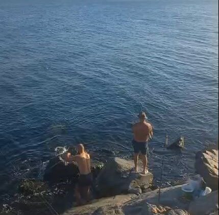 Denize yüzmeye giden vatandaşlar yunus balığını görünce şaşırdı