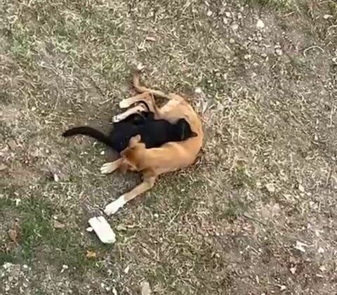 Düşmanlıklarıyla tanınan hayvanların kıskandıran dostluğu