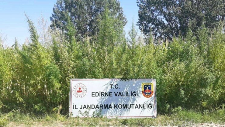 Edirne’de 159 bin kök kenevir ele geçirildi