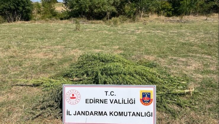 Edirne’de uyuşturucu operasyonu: 300 kök kenevir imha edildi