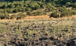Enez’de 600 çil keklik doğaya bırakıldı