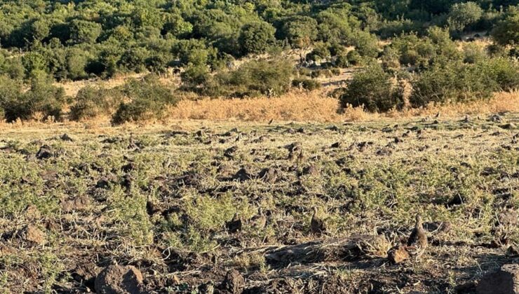 Enez’de 600 çil keklik doğaya bırakıldı