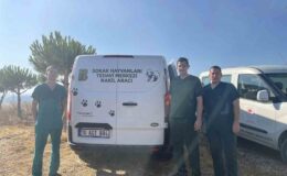 Erdek’teki yangında yaralanan hayvanlara anında müdahale