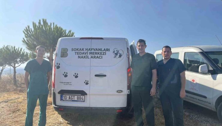 Erdek’teki yangında yaralanan hayvanlara anında müdahale