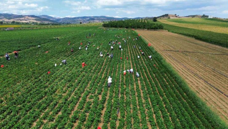 Fasulye fiyatları üreticiyi zor duruma soktu