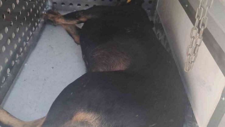 Fatih Belediyesi ekipleri saldırarak adamın ölümüne neden olan sahipsiz köpekleri topluyor
