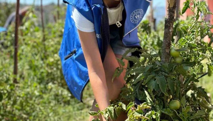 Gönüllü gençler ekip büyüttükleri mahsulleri ihtiyaç sahiplerine dağıttı