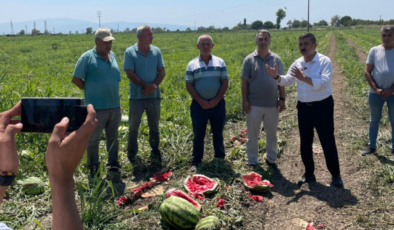 Milletvekili Türkoğlu, üreticinin çaresizliğini böyle yorumladı: