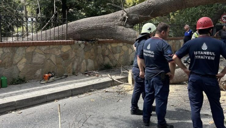 İstanbul Sarıyer’de çürüyen ağaç yola devrildi