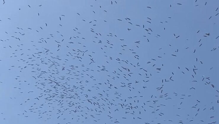 İstanbul semalarında leyleklerin göç dansı