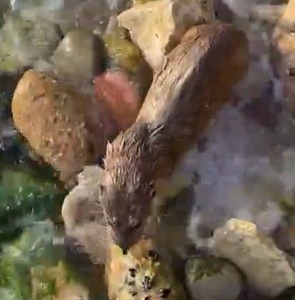 İstanbul’da nesli tükenmekte olan su samuru görüntülendi