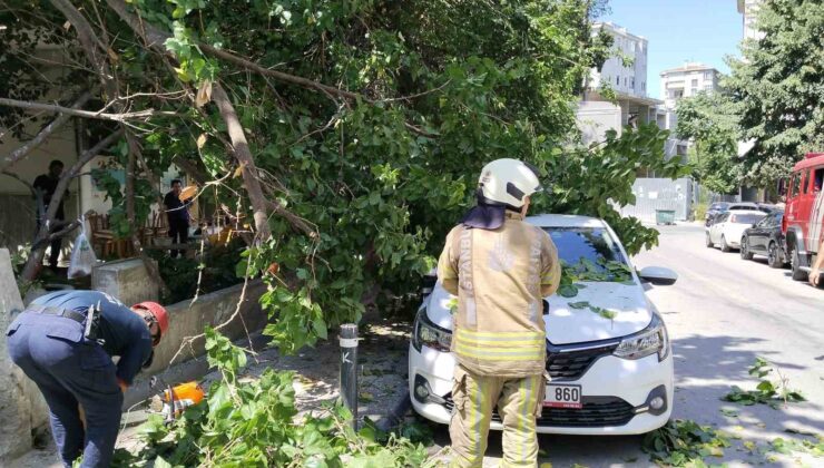 Kadıköy’de güneşten çürüyen ağaç otomobilin üzerine devrildi