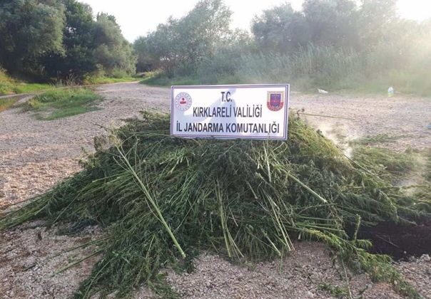 Kırklareli’nde 1 milyon 250 bin kök Hint keneviri ele geçirildi