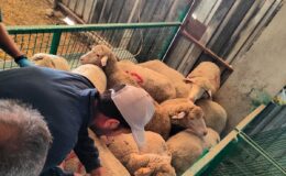 Kırklareli’nde 113 kaçak küçükbaş hayvan yakalandı