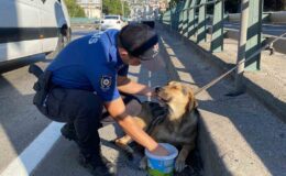 Korku dolu gözlerle bekleyen yaralı köpeği polis kurtardı