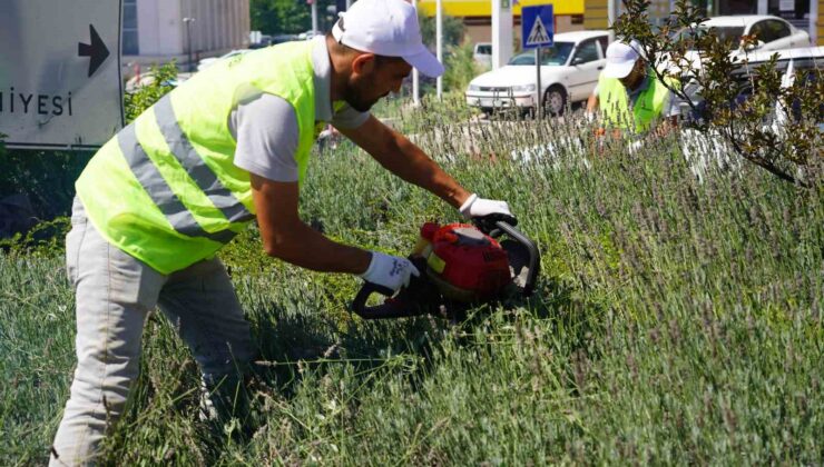 Lavantalardan bu yıl da organik ürünler üretilecek