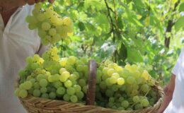 Lezzetiyle meşhur üzümlerin hasadına başlandı