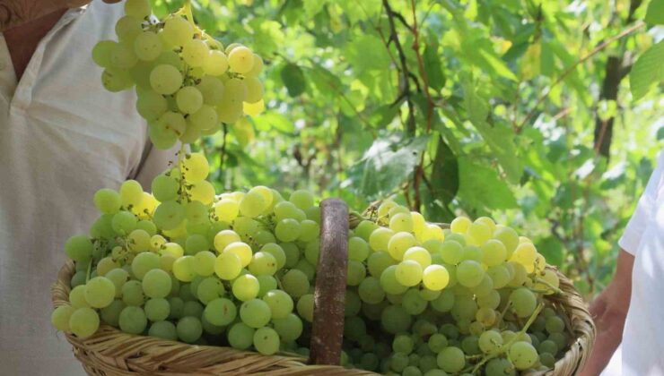 Lezzetiyle meşhur üzümlerin hasadına başlandı