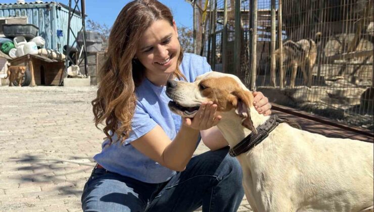 Patili dostlar n11 ile yeni yuvalarını arıyor