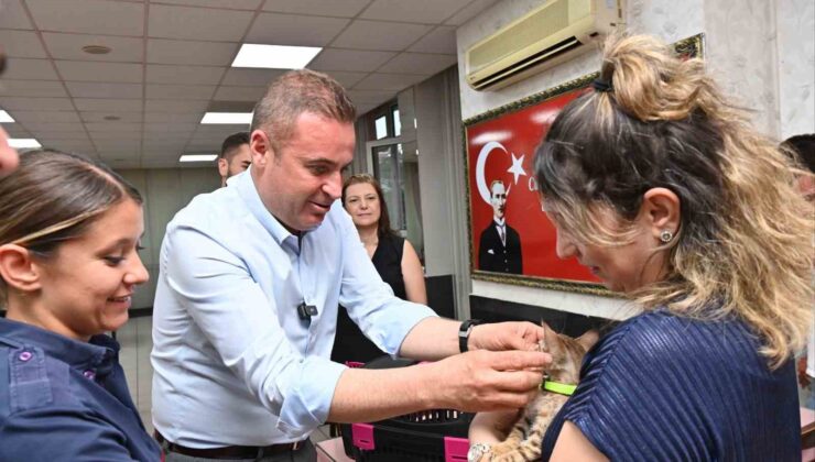 Tedavisi tamamlanan yavru kedi Biber sahibiyle buluştu