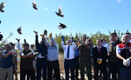 Tekirdağ’da 300 adet çil keklik doğaya salındı