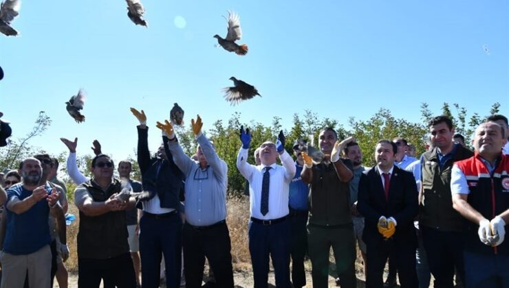Tekirdağ’da 300 adet çil keklik doğaya salındı