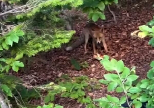 Uludağ Yolu’nda aç kalan yavru tilkiyi beslediler