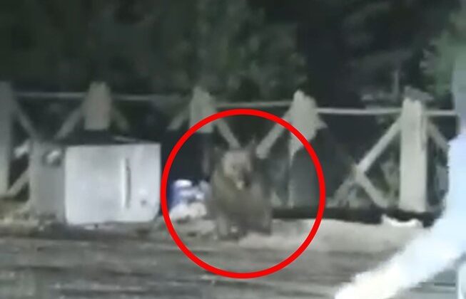 Uludağ’da aç kalan ayının saldırısından son anda kurtuldular