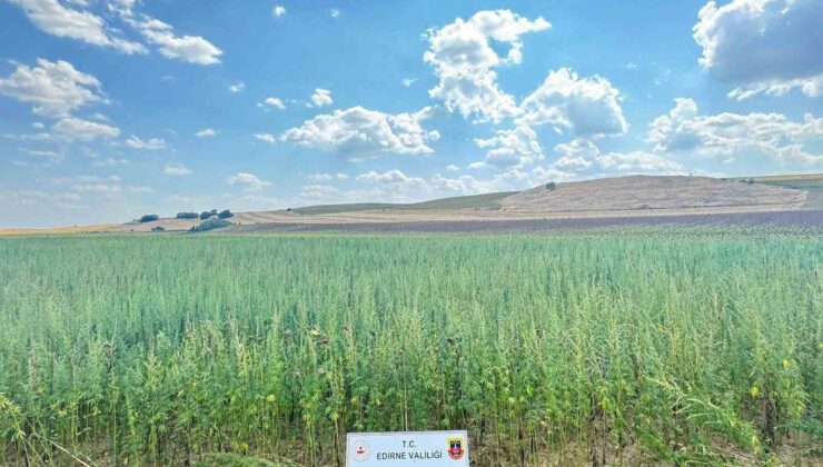 Uyuşturucu tarlası: 4 milyon 128 bin kök kenevir ele geçirildi