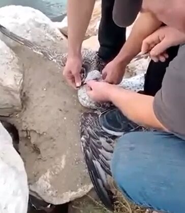 Yalova’da acemi balıkçının oltasına balık yerine martı takıldı