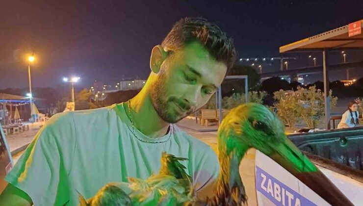 Yalova’da denizde yorgun şekilde bulunan leylek bakıma alındı