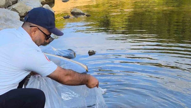 Yalova’da göletlere 100 bin yavru sazan balığı bırakıldı