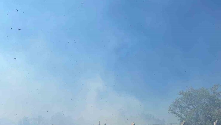 Yalova’da zeytinlik alanda çıkan yangın söndürüldü