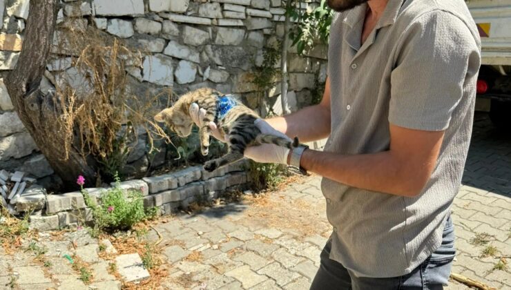 Yaralanan yavru kediye ilk müdahale yapıldı