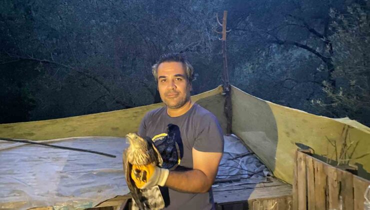 Yaralı bulunan çakır kuşları tedavileri sonrasında Kazdağları’na bırakıldı