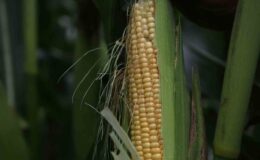 37 bin dekar mısır tarlası tarıma kazandırıldı