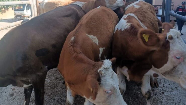 Anadolu’dan Trakya’ya kaçak hayvan sevkine 91 bin 323 TL ceza