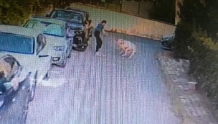 Ataşehir’de kangal köpeği başka bir köpeği parçaladı, olayı gören sahibi kalp krizi geçirdi