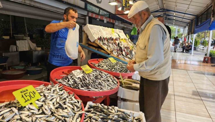 Av yasağı bitti tezgahlar palamutla doldu