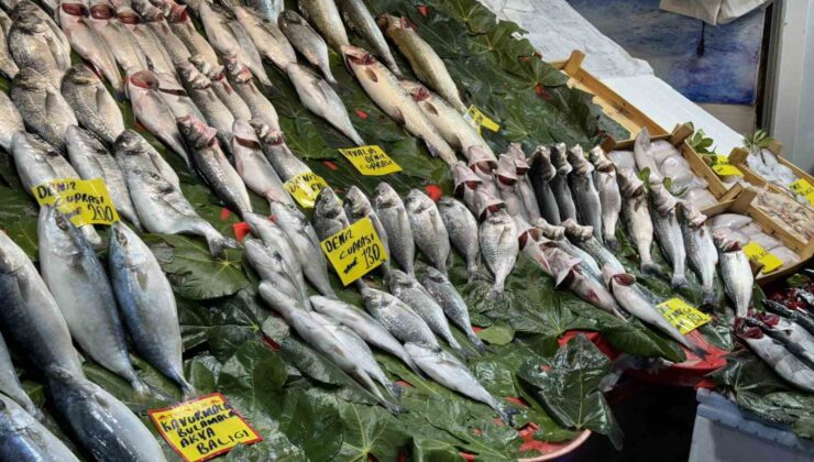 Balık sezonu açıldı: İstanbul’da balıklar tezgahlardaki yerini aldı