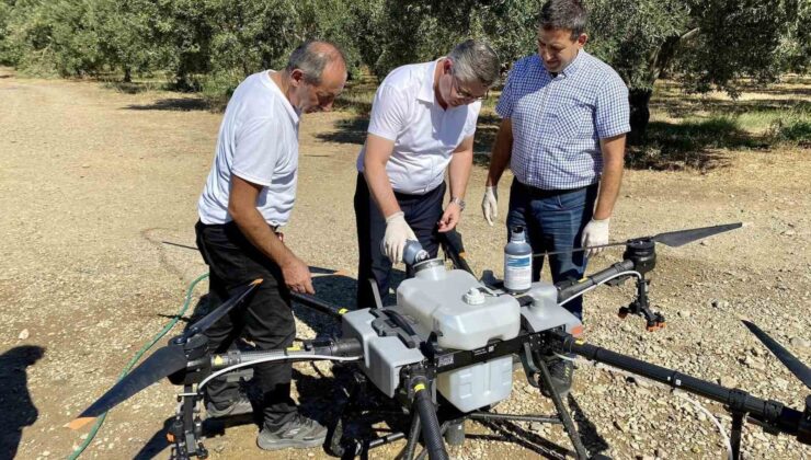 Balıkesir’de zeytin sineğiyle mücadelede sürüyor