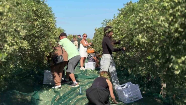 Bozcaada’da zeytin hasat yarışması renkli görüntülere sahne oldu
