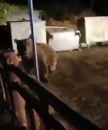 Bursa’da ayının saldırısından son anda kurtuldu: O anlar kamerada