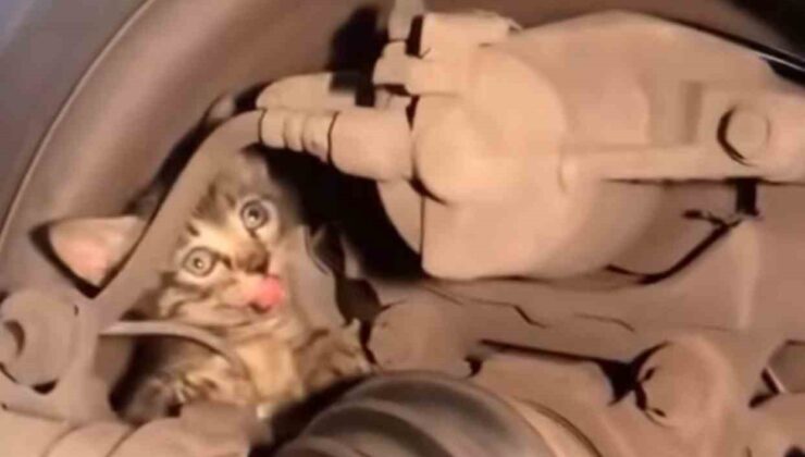 Bursa’da yavru kedi seferberliği