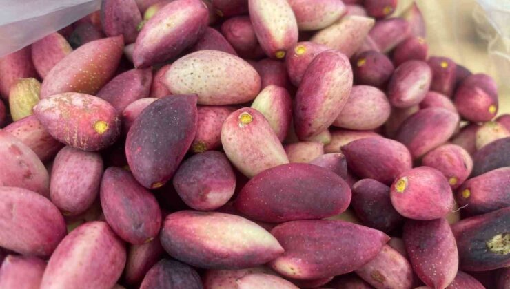 Çanakkale’de Geleneksel 3. Antep Fıstığı Şenliği