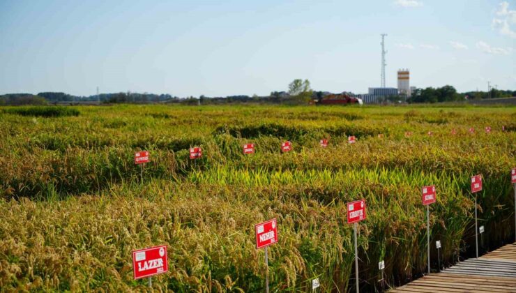 Edirne’de tarıma üç yeni pirinç çeşidi kazandırıldı